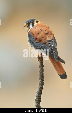 Crécerelle d'Amérique (Falco sparverius) perché sur une branche au Pérou. Banque D'Images