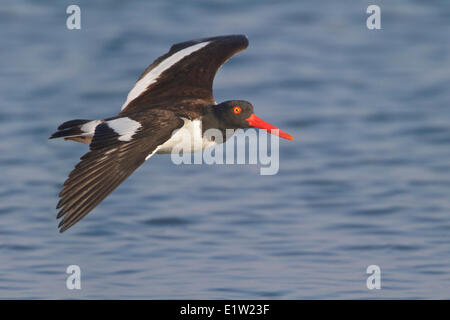 Huîtrier d'Amérique (Haematopus palliatus) battant au Pérou. Banque D'Images