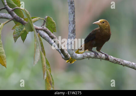 Russet-soutenu (Psarocolius angustifrons Oropendola) perché sur une branche au Pérou. Banque D'Images