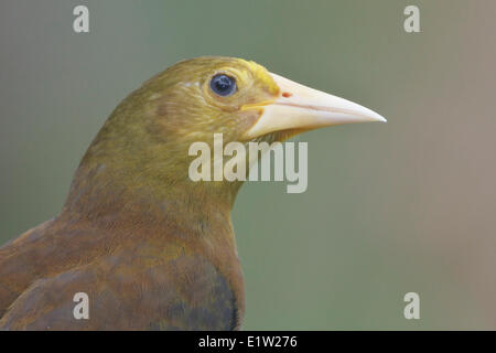 Russet-soutenu (Psarocolius angustifrons Oropendola) perché sur une branche au Pérou. Banque D'Images