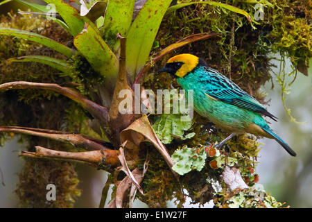 Safran Tangara à couronne (Tangara xanthocephala) perché sur une branche en Equateur. Banque D'Images