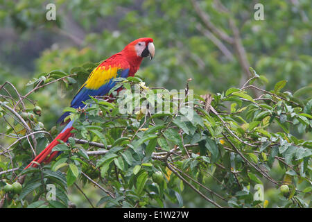 Ara rouge (Ara macao) perché sur une branche au Costa Rica. Banque D'Images