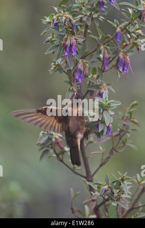 (Aglaeactis cupripennis Shining Sunbeam) volant tout en s'alimentant à une fleur au Pérou. Banque D'Images