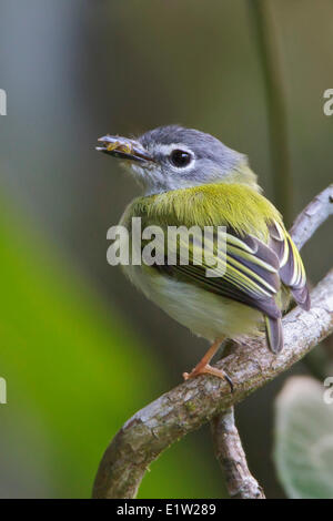 Ada à queue courte (Myiornis ecaudatus) perché sur une branche au Pérou. Banque D'Images