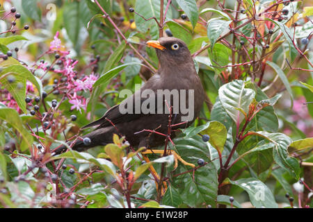 Robin fuligineux (Tardus nigrescens) perché sur une branche au Costa Rica. Banque D'Images