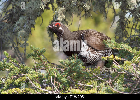 Le tétras du Canada (Falcipennis canadensis) perché sur une branche à Churchill au Manitoba, Canada. Banque D'Images