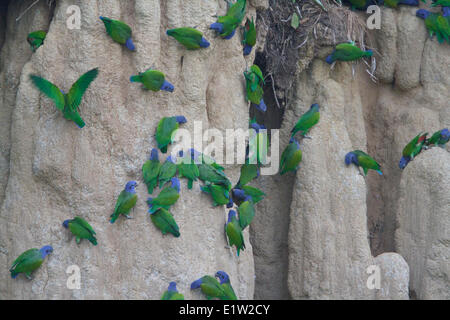 Amazone à tête bleue (Pionus menstruus) perché et se nourrissent d'argile dans l'Amazonie péruvienne. Banque D'Images