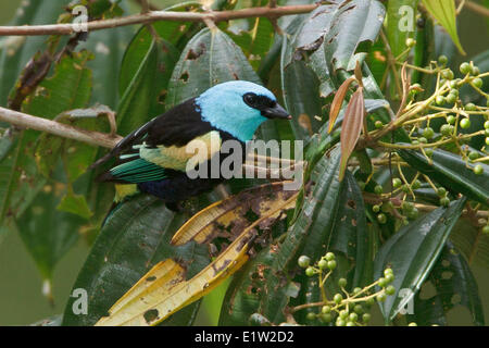 Calliste à cou bleu (Tangara cyanicollis) perché sur une branche au Pérou. Banque D'Images