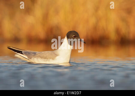 Mouette de Bonaparte, Chroicocephalus Philadelphia, natation sur un étang à Churchill, Manitoba, Canada Banque D'Images