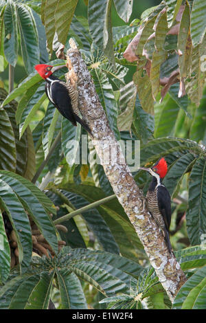 Crimson-crested Woodpecker (Campephilus) perché sur une branche en Equateur.