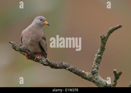 La masse coassant colombe (Columbina cruziana) perché sur une branche au Pérou. Banque D'Images