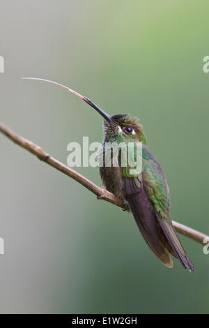 Brillant à front violet (Heliodoxa leadbeateri) perché sur une branche au Pérou. Banque D'Images