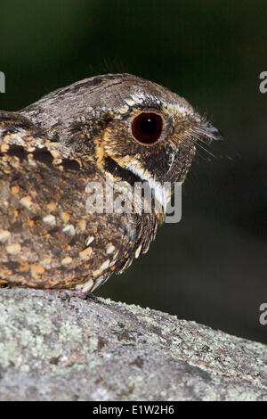 Whip-poor-will (Caprimulgus vociferus) perché sur un rocher dans l'Est de l'Ontario, Canada. Banque D'Images