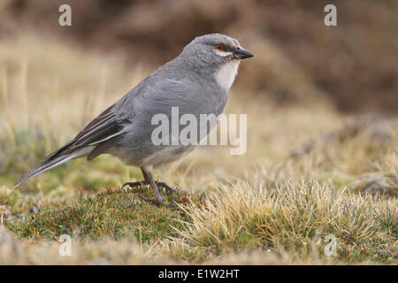 Diuca-Finch à ailes blanches (Diuca speculifera) perché sur le terrain dans les hauts plateaux du Pérou. Banque D'Images