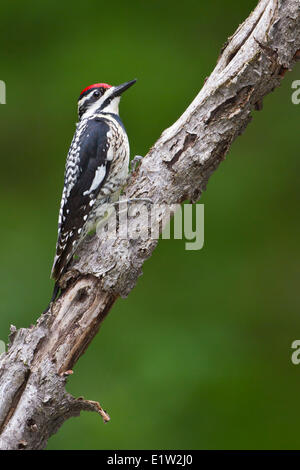 Pic maculé (Sphyrapicus varius) perché sur une branche dans l'Est de l'Ontario, Canada. Banque D'Images