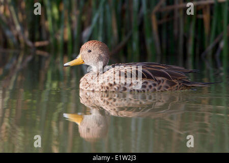 Canard pilet à bec jaune (Anas georgica) Banque D'Images