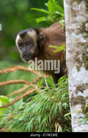 Singe Capucin brun Banque D'Images