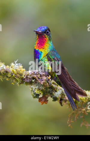 Le Colibri à Fiery (Panterpe insignis) perché sur une branche au Costa Rica. Banque D'Images