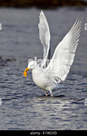 Glaucous-Winged, Larus glaucescens Banque D'Images