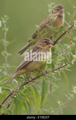 (Sicalis luteola prairie Yellow-Finch) perché sur une branche au Pérou. Banque D'Images