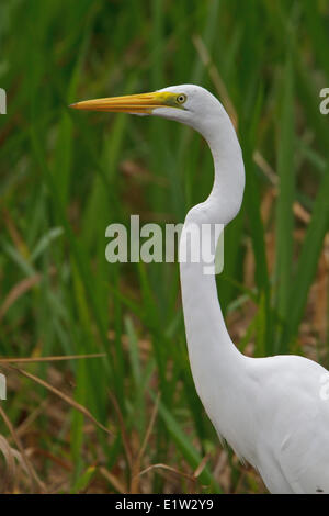 Grande Aigrette (Ardea alba) dans une zone humide au Pérou. Banque D'Images