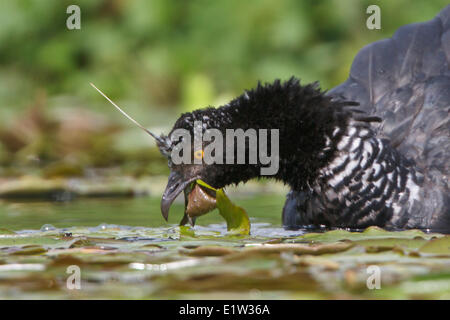 Horned Screamer (Anhima cornuta) nourrir le long du rivage au Pérou. Banque D'Images