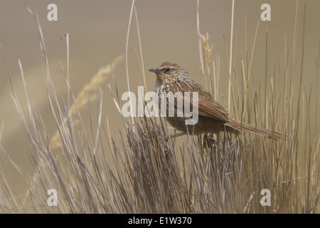 Junin Canastero (Asthenes virgata) perché sur tas d'herbe dans les hauts plateaux du Pérou. Banque D'Images