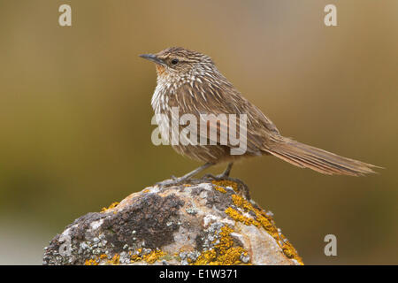 Junin Canastero (Asthenes virgata) perché sur un rocher au Pérou. Banque D'Images