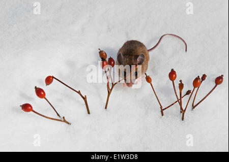 La souris sylvestre (Peromyscus maniculatus) Fourrages cynorrhodons aux beaux jours d'hiver. Rongeurs indigènes trouvés partout en Amérique du Nord. Banque D'Images