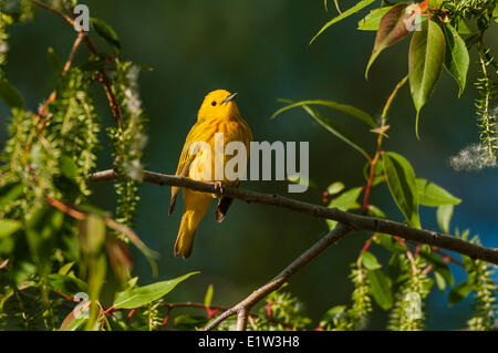 La Paruline jaune (Dendroica petechia) suite à la migration de printemps repose dans black willow tree dans une forêt carolinienne le long du lac Banque D'Images