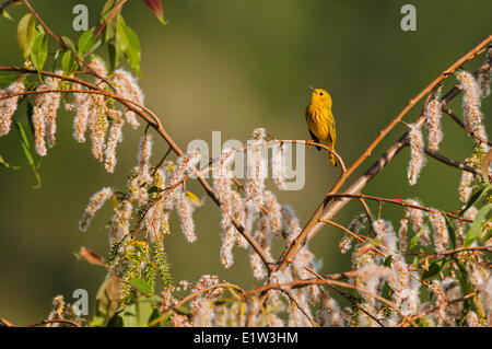 La Paruline jaune (Dendroica petechia) suite à la migration de printemps repose dans black willow tree dans une forêt carolinienne le long du lac Banque D'Images