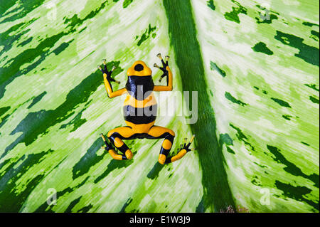 Bumblebee poison dart frog/Guyana bagué dart frog (Dendrobates leucomelas), originaire de Guyana, en Amérique du Sud. Banque D'Images