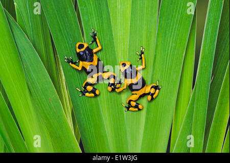 Bumblebee poison dart frog/Guyana bagué dart frog (Dendrobates leucomelas), originaire de Guyana, en Amérique du Sud. Banque D'Images