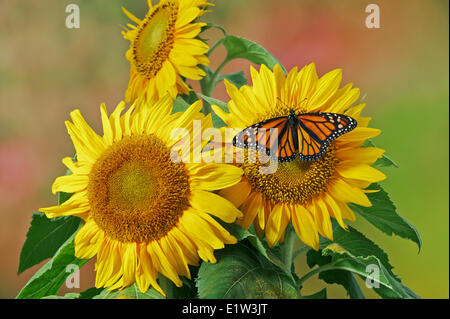 Monarque (Danaus plexippus) papillon sur tournesol, l'été, en Amérique du Nord. Banque D'Images