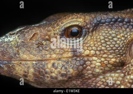 SAVANNA VARAN (Varanus exanthematicus). Au cœur de l'Afrique australe. Banque D'Images