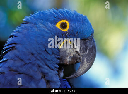 Anodorhynchus hyacinthinus Hyacinth Macaw (). En captivité. Le Brésil et la Bolivie. Banque D'Images