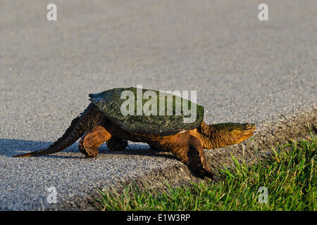 Chélydre serpentine (Chelydra serpentina) crossing road, printemps, du littoral du lac Érié, dans l'Ohio, aux États-Unis. Banque D'Images