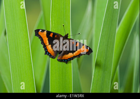 L'Écaille de Milbert butterfly (Nymphalis milberti) sur le drapeau bleu. L'Amérique du Nord. Banque D'Images