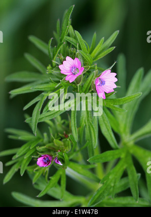 Feuilles coupées, géranium sanguin Geranium dissectum, Géraniacées. Banque D'Images