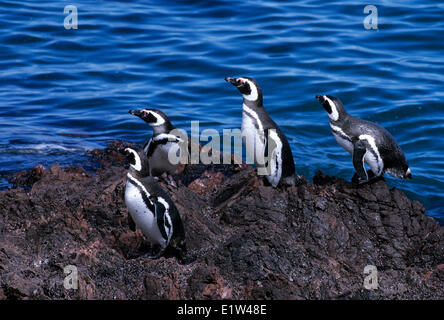 Les manchots de Magellan, Spheniscus magellanicus, Punta Tomba, Patagonie, Argentine Banque D'Images