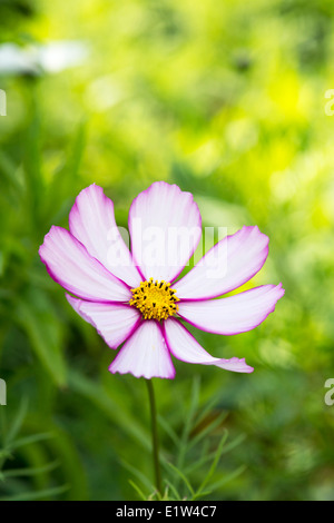 Cosmos bipinnatus 'Candy Stripe' fleur en été. Banque D'Images