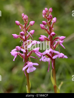 Orchidée parfumée, Gymnadenia conopsea, Orchidaceae. Banque D'Images