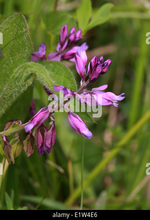 Polygale incarnat Polygala vulgaris, commune, Polygalaceae. Banque D'Images