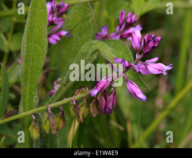 Polygale incarnat Polygala vulgaris, commune, Polygalaceae. Banque D'Images