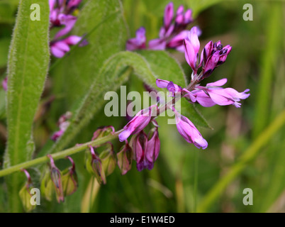 Polygale incarnat Polygala vulgaris, commune, Polygalaceae. Banque D'Images