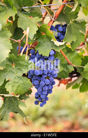 Les raisins de pourpre sur la vigne, de l'Okanagan, Osoyoos, Colombie-Britannique, Canada Banque D'Images