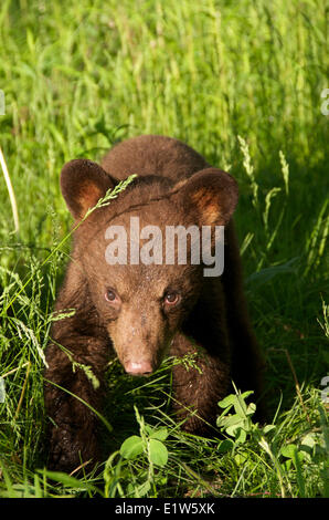 American black bear cub, Ursus americanus, couleur cannelle phase. Banque D'Images