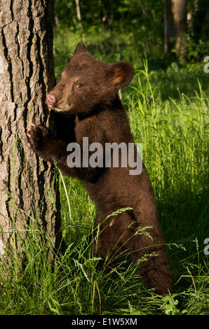 American black bear cub, Ursus americanus, couleur cannelle phase. L'Amérique du Nord. Banque D'Images