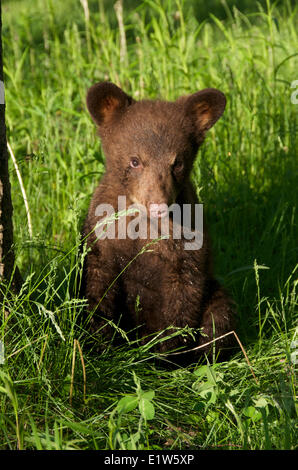 American black bear cub, Ursus americanus, couleur cannelle phase. L'Amérique du Nord. Banque D'Images