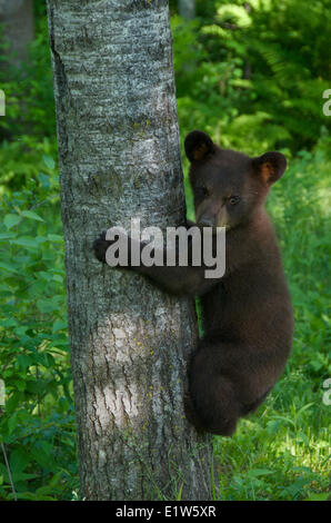 American black bear cub, Ursus americanus, couleur cannelle phase. Arbre d'escalade. L'Amérique du Nord. Banque D'Images